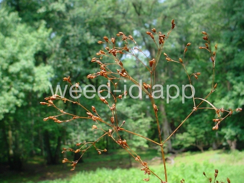 St. John's-wort, dwarf